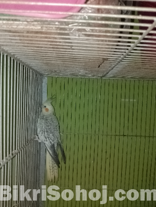 cinnamon pearl cockatiel